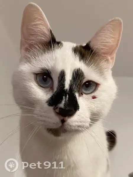 Chat blanc/brun perdu, queue cassée - photo