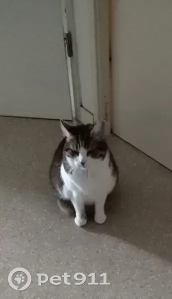 Chouki, chatte tigrée perdue! - photo