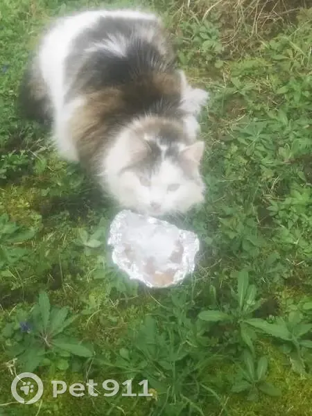 Chat perdu à Verneuil retrouvé - photo
