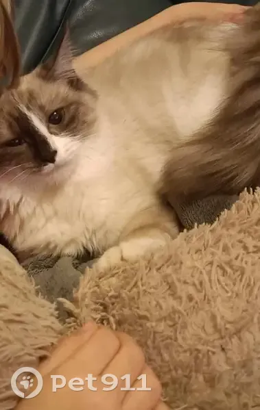 Chaton blanc/crème perdu à Sizun - photo