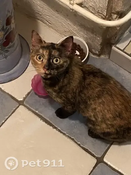 Chat perdu retrouvé à Luçon - photo