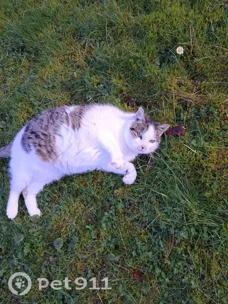 Chatte blanche tachetée trouvée - photo