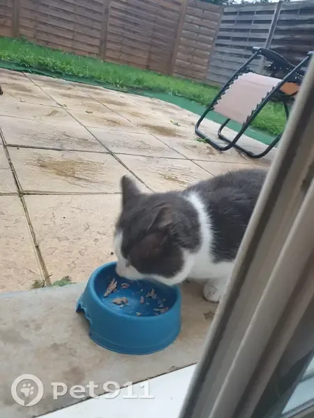 Chat blessé et affamé trouvé à Blyes - photo