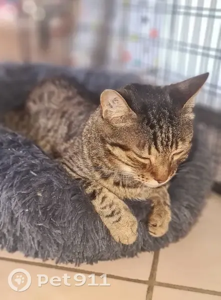 Chat âgé et malvoyant perdu - photo