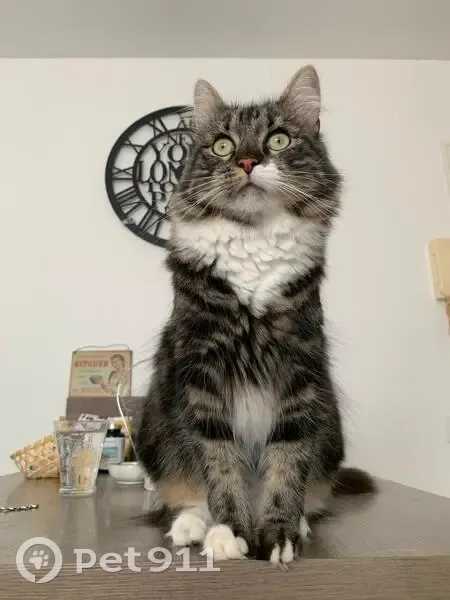 Chat perdu à Nice - Aidez-nous! - photo