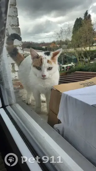 Chat blanc tacheté perdu à Condé - photo