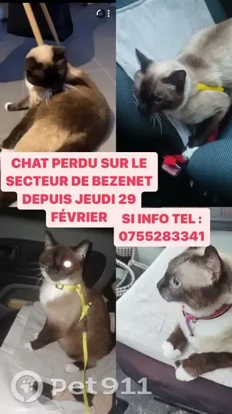 Chat borgne disparu à Bézenet - photo
