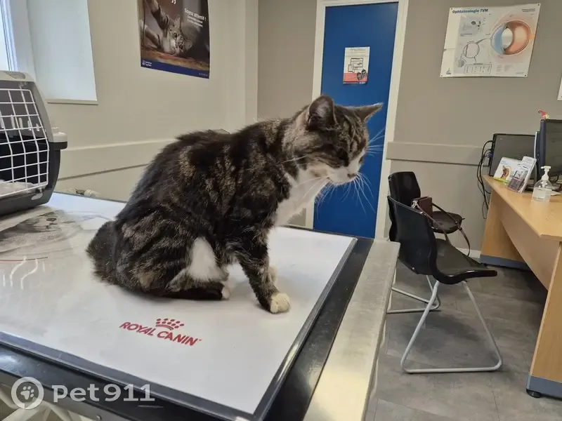 Chat tigré perdu - Rue Gounod - photo