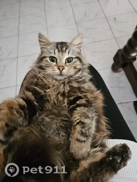 Simba, chaton tigré perdu - photo