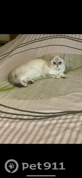 Pambuk, chat blanc perdu - photo