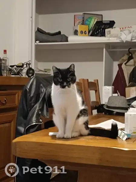 Chatte noire/blanche perdue à Mâcon - photo