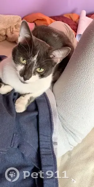 Chat gris et blanc perdu à Longperrier - photo