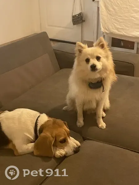 Chien Beagle et Spitz perdus - photo