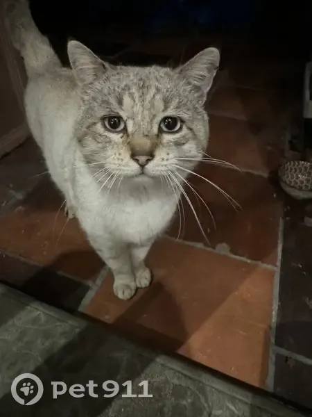 Chat siamois trouvé à Mortagne - photo