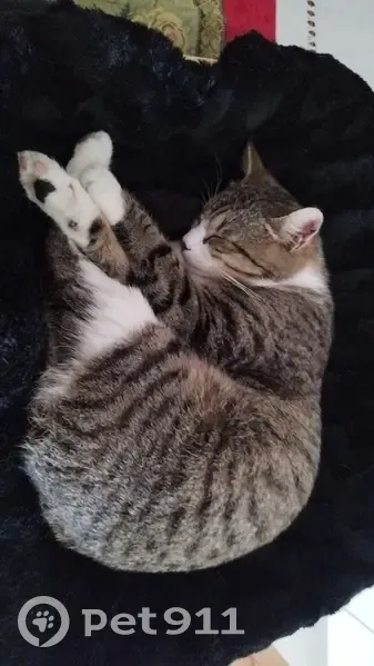 Chat blanc/gris trouvé, non pucé - photo