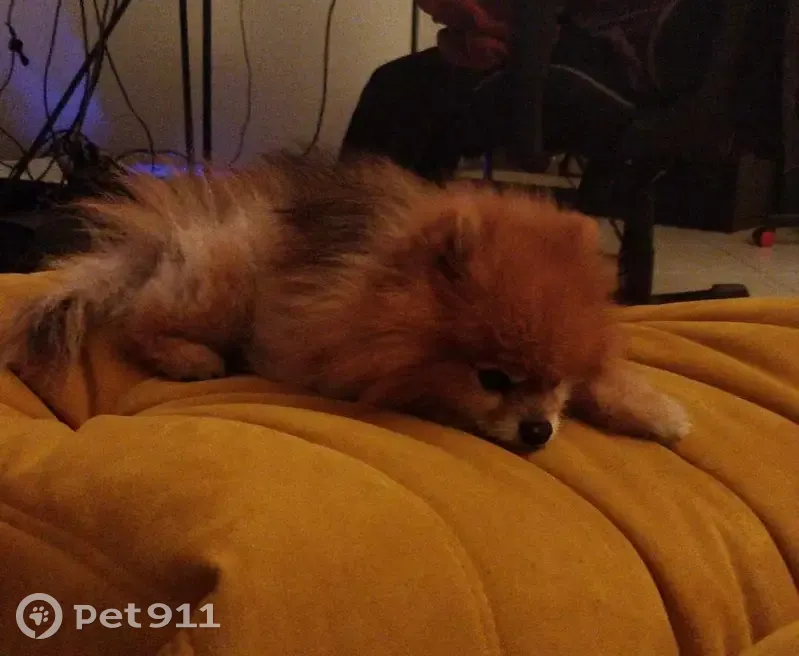 Spitz perdu retrouvé à Lyon - photo