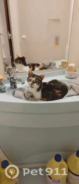 Chatte écaille trouvée à Charnay - photo