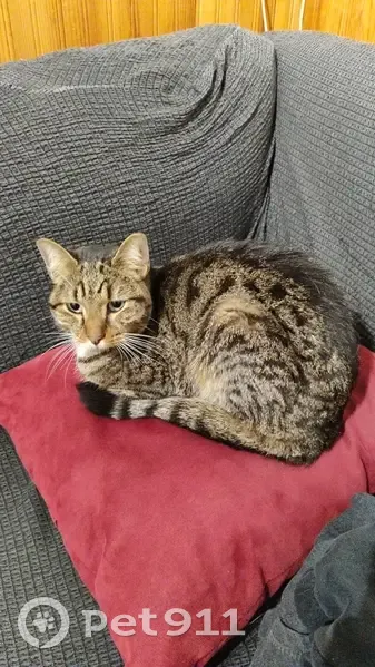 Chatte affaiblie retrouvée à Saint-Brieuc - photo