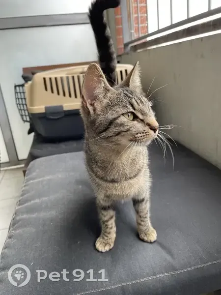 Chaton femelle trouvé à Toulouse - photo