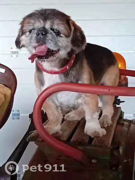 Siska, Shih Tzu égaré, collier rouge - photo