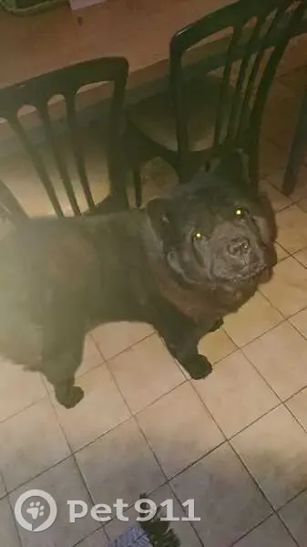 Chien chow-chow perdu à Avignon - photo