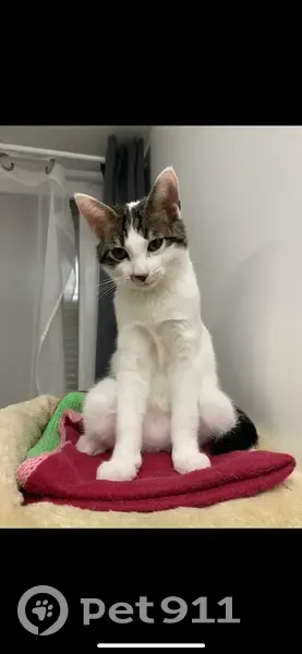 Chaton blanc perdu - La Valette - photo