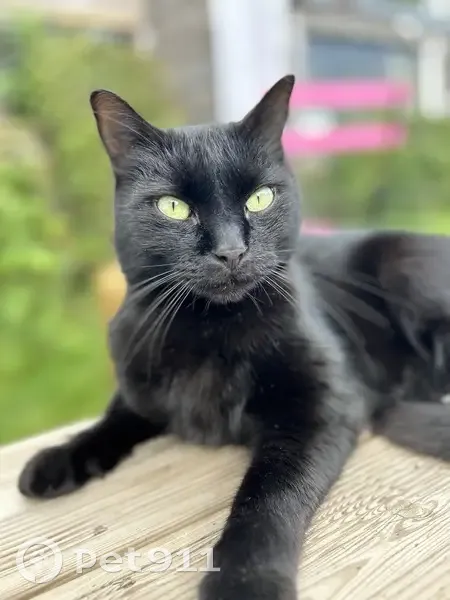 Chat noir Rico perdu à Bourguébus - photo