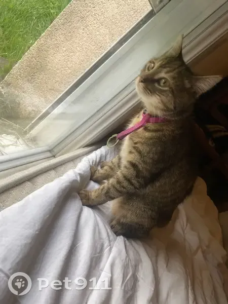 Chat perdu et retrouvé à Trélazé - photo