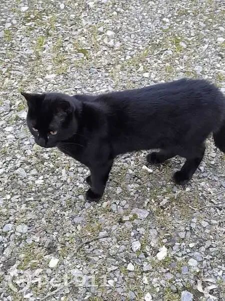 Chat perdu à Laveraët, Occitanie - photo