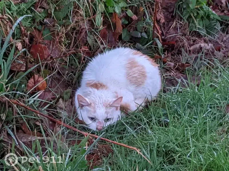Chat blanc yeux bleus trouvé - photo