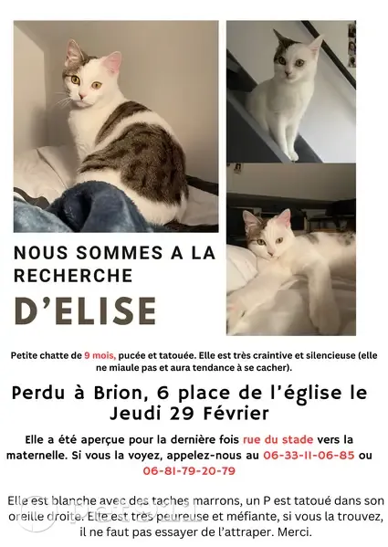Chaton tatoué perdu - Rue du Stade - photo