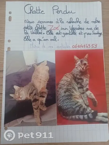 Chat perdu: sociable, 1 œil - Verrières - photo