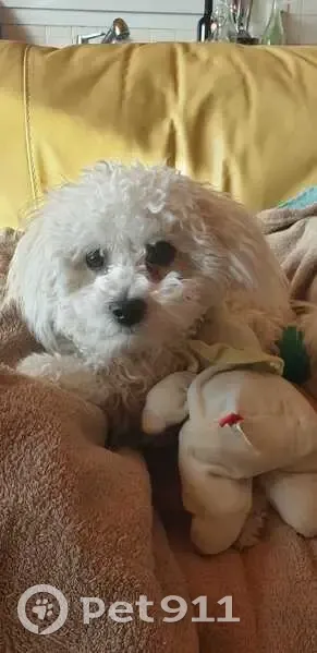 Ukie, chiot perdu à Saint-Egrève - photo