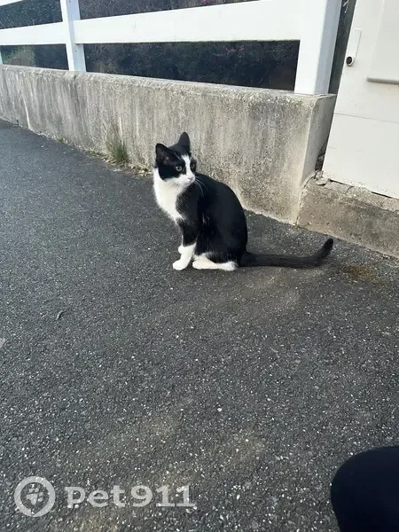 Chat perdu à Pulnoy retrouvé - photo