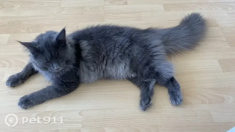Chat gris long poil perdu - photo