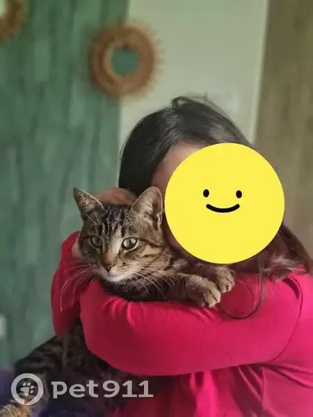 Sissi, chatte tigrée perdue - photo