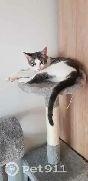 Chat gris et blanc perdu à Montreuil - photo
