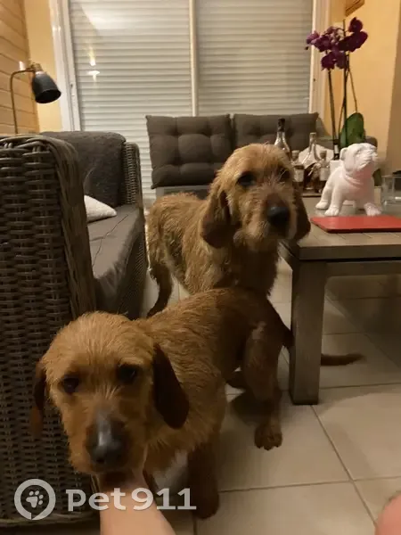 Chiens Basset Fauve trouvés - photo