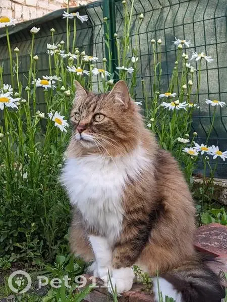 Chat tigré malade perdu à Amiens - photo