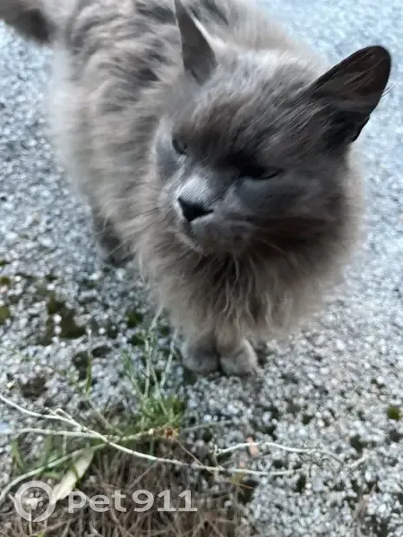 Chatte grise affectueuse trouvée - photo