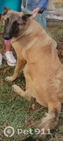 Malinois peureux perdu - Labastide - photo