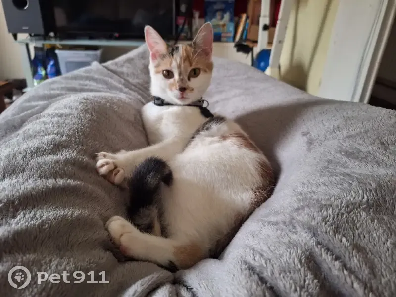 Chaton Leïa perdu - Pucé & Doux - photo