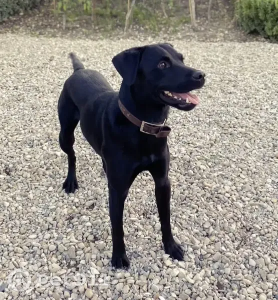 Chien Oscar perdu à Cransac - photo