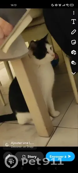 Chat noir et blanc perdu à Noisiel - photo