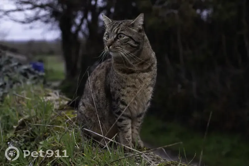 Chat tripatte Léo perdu - photo