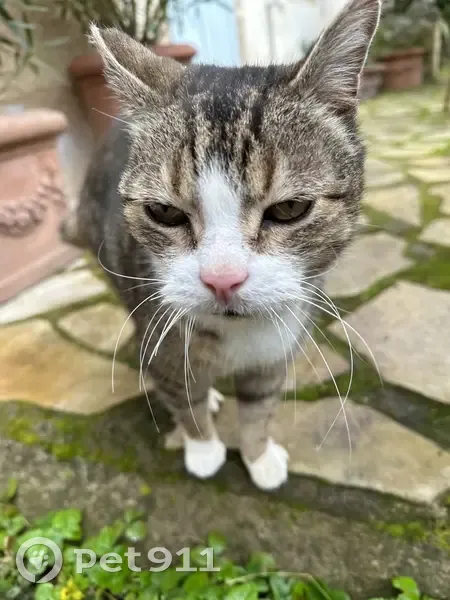 Chat tigré gris retrouvé à Hérisson - photo
