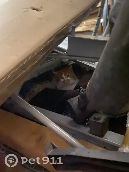 Chat blanc/roux trouvé à Eteaux - photo