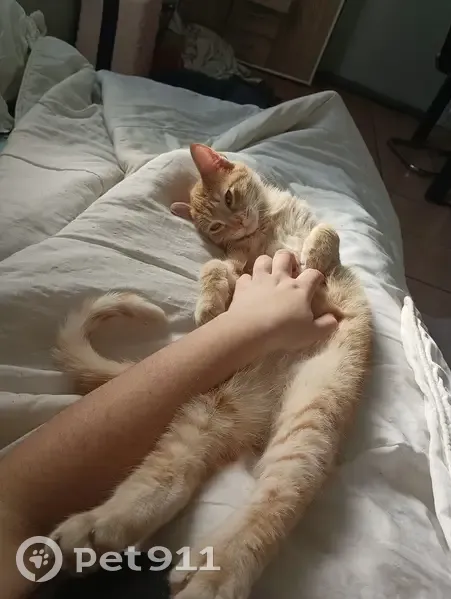 Chaton perdu: câlin, craintif, Castres - photo