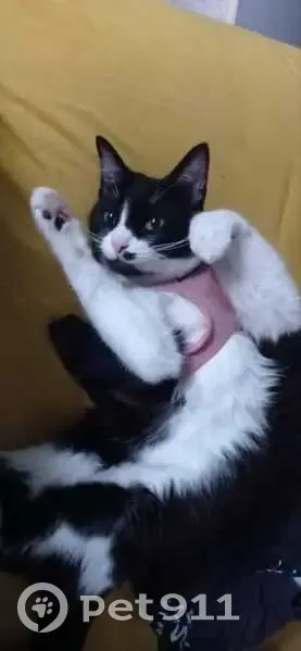 Chatte enceinte Pachuka perdue - photo