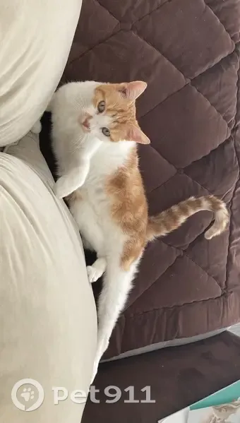 Chat roux et blanc perdu à Aspres - photo